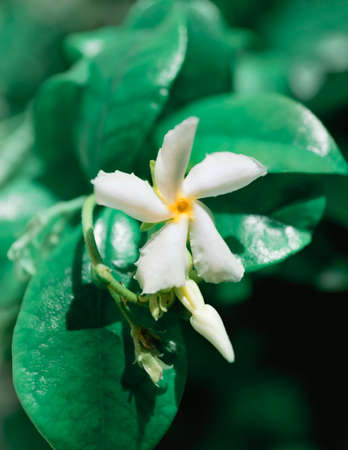Close up of jasmine flowers, detail nature