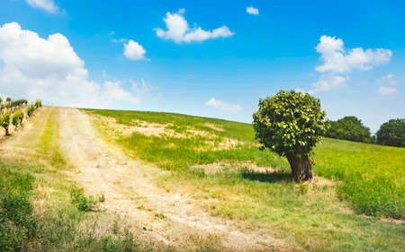 Rural landscape, tree in the field, blue skyの写真素材