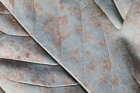 Texture background of blue tree leaf, macroの写真素材