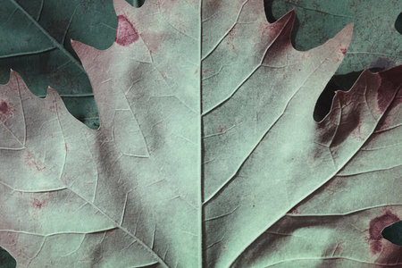 Texture background of plane tree leaf, macro