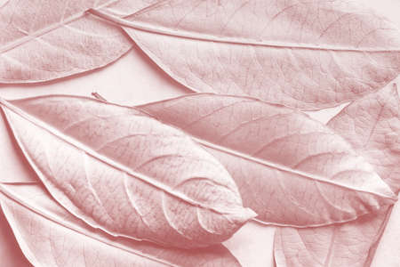 Close-up pink leaves, natural backgroundの写真素材