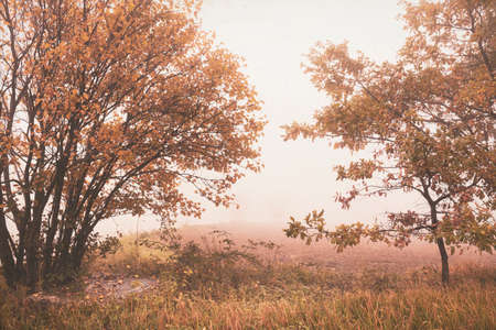 Foggy morning in countryside, autumn landscapeの写真素材