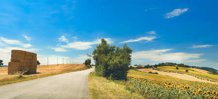 Country road on a summer day, view from the field