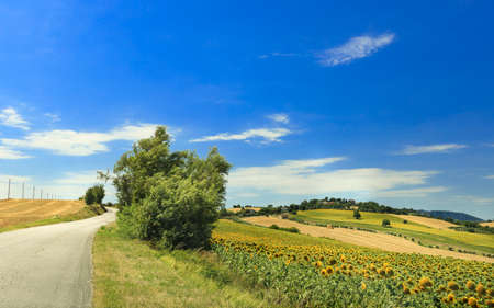 Country road on a summer day, view from the field