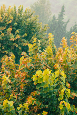 Rainy day, lush foliage view from the window