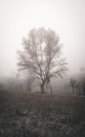 Misty morning in the countryside, landscapeの写真素材