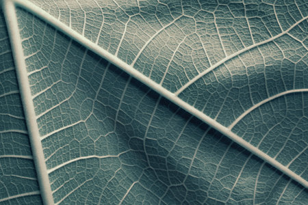 Close-up of blue leaf, natural backgroundの写真素材