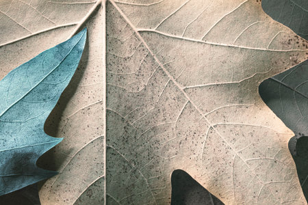 Macro of colorful autumn leaves, texture background