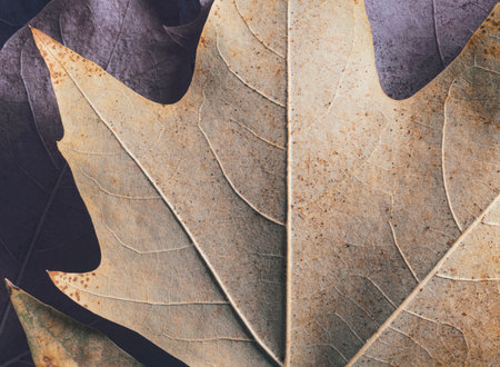 Dry autumn leaves background. Dry leaves texture. Autumn background.の写真素材