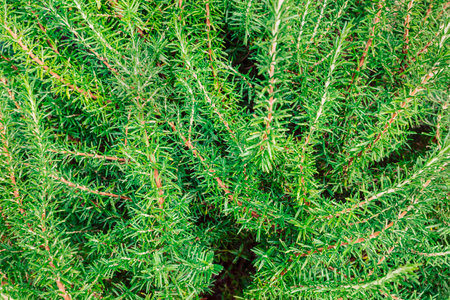 Close-up of rosemary plant; aromatic herbs for healthy cookingの写真素材