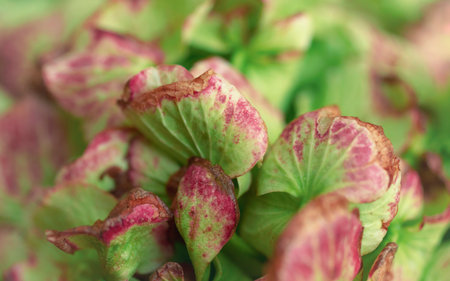 Macro of hydrangea green petals, natural backgroundの写真素材