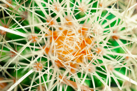 Close-up of cactus plant, natural backgroundの写真素材