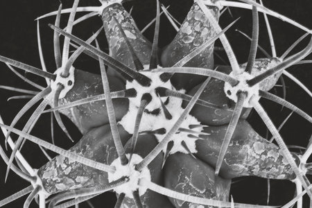 Abstract nature in black and white. Macro of cactus with many thornsの写真素材