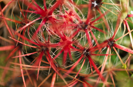 Close-up of cactus plant, natural backgroundの写真素材