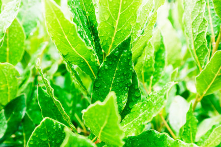 Macro of laurel leaves after the rain, natural backgroundの写真素材