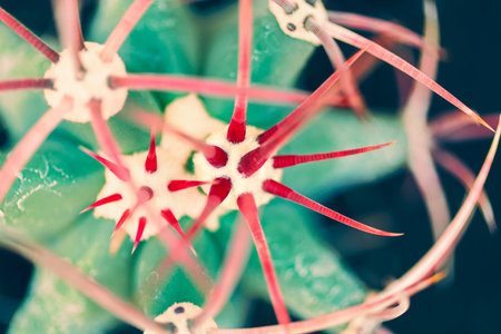 Macro of cactus with red thorns, abstract natureの写真素材