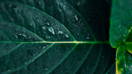 Macro of hydrangea leaf after the rain, natural backgroundの写真素材