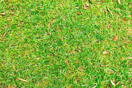 Green meadow with fallen leaves, natural backgroundの写真素材