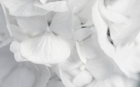 Macro of hydrangea white petals, natural backgroundの写真素材