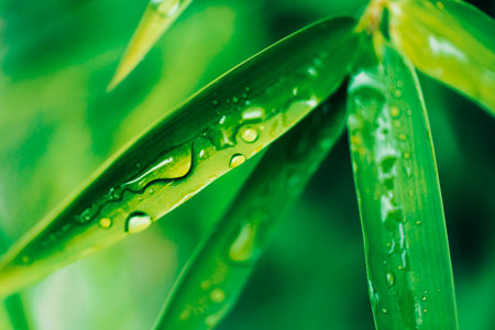 Close-up of bamboo leaves after the rain, natural backgroundの写真素材