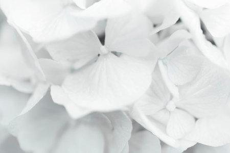 Macro of hydrangea white petals, natural backgroundの写真素材