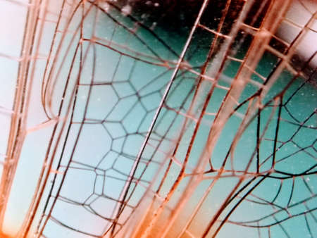 A picture of dragonfly wing