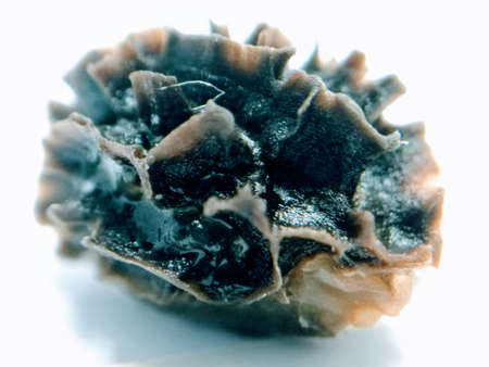 A picture of Papaya seed