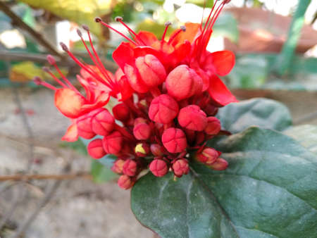 A picture of beautiful flowerの写真素材