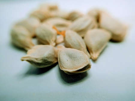 Orange fruit seeds isolated on white background