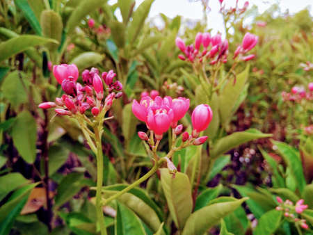 A picture of flowers with blur backgroundの写真素材