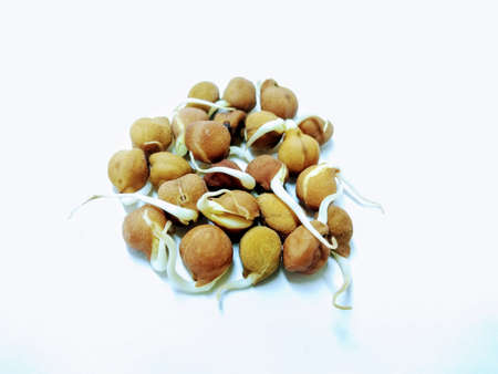 A picture of sapling chickpeas on a white backgroundの写真素材