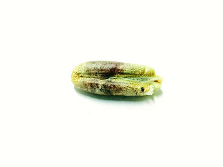 A picture of date seed on a white backgroundの写真素材