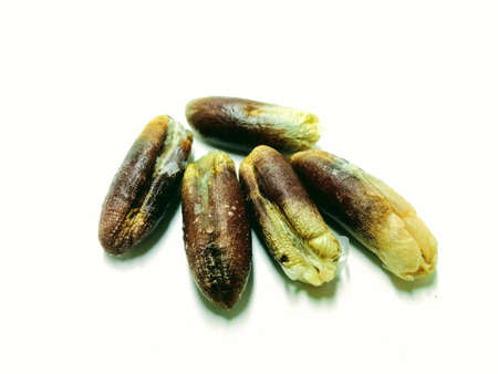 A picture of date seeds isolated on white background