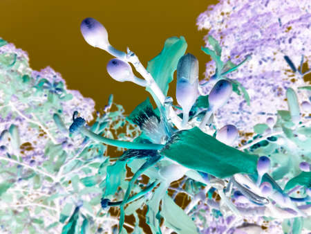A picture of flowers