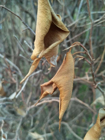 A picture of leafs