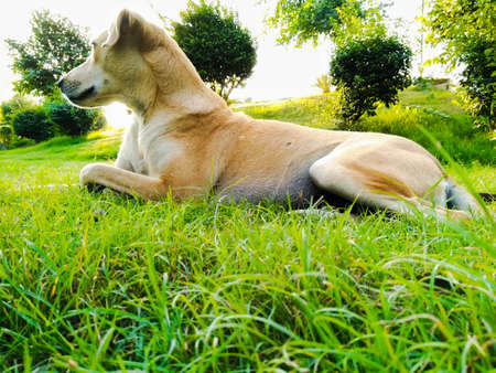 A picture of dogの写真素材