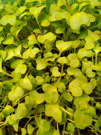 A picture of leafsの写真素材