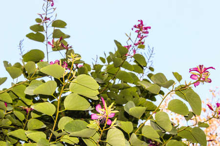 A picture of flower
