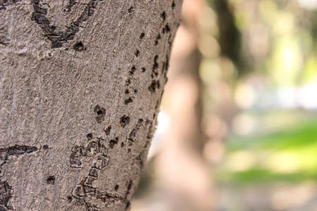 A picture of tree trunkの写真素材