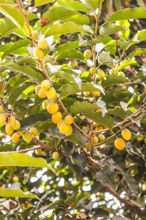 A picture of fruitsの写真素材