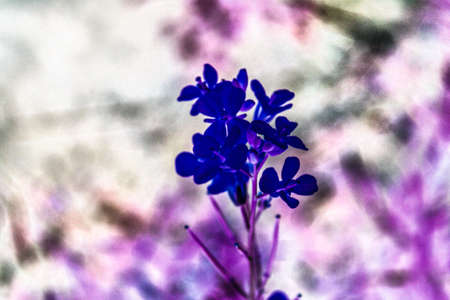 A picture of flowerの写真素材