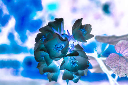 A picture of flower
