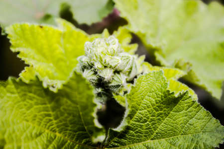 A picture of leafs