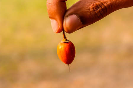 A picture of fruitsの写真素材