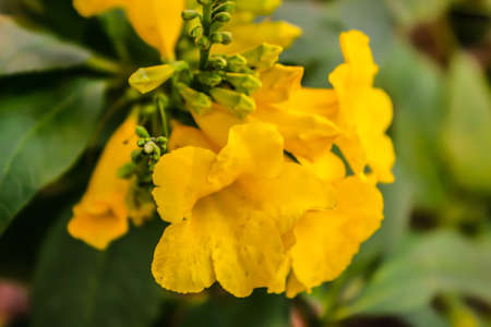 A picture of flowers