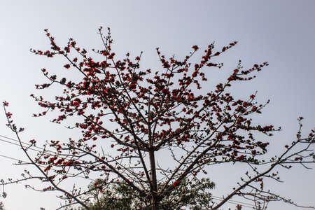 A picture of dry treeの写真素材