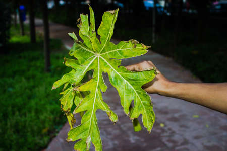 A picture of papaya leafs