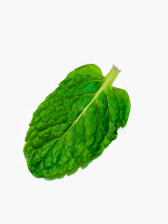 A picture of mint leafsの写真素材
