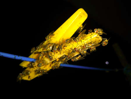 A picture of bee with dark backgroundの写真素材