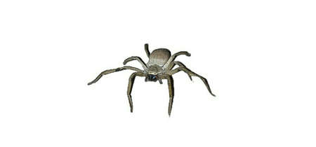 A picture of spider